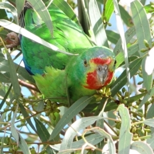 Lathamus discolor at Curtin, ACT - 31 Aug 2022