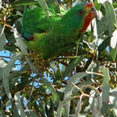 Lathamus discolor at Curtin, ACT - 31 Aug 2022