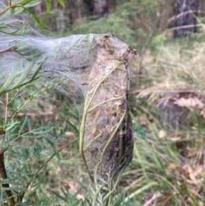 Cryptoptila australana at Wingecarribee Local Government Area - 31 Aug 2022 02:47 PM