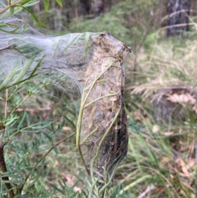 Cryptoptila australana (Elderberry Leaf Roller Moth) at Mittagong - 31 Aug 2022 by Baronia