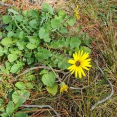 Arctotheca calendula (Capeweed, Cape Dandelion) at Isaacs, ACT - 31 Aug 2022 by Mike