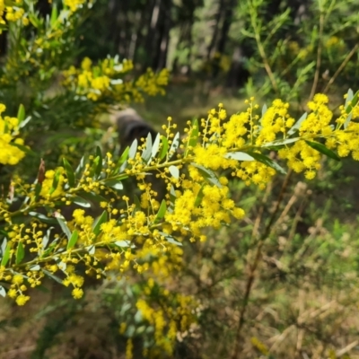 Acacia buxifolia subsp. buxifolia (Box-leaf Wattle) at Isaacs Ridge and Nearby - 31 Aug 2022 by Mike