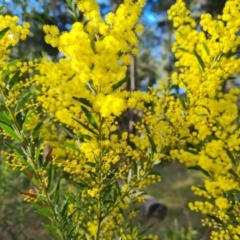 Acacia buxifolia subsp. buxifolia at Isaacs, ACT - 31 Aug 2022