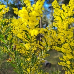 Acacia buxifolia subsp. buxifolia at Isaacs, ACT - 31 Aug 2022