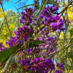 Hardenbergia violacea (False Sarsaparilla) at Isaacs, ACT - 31 Aug 2022 by Mike