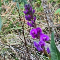 Hardenbergia violacea at Isaacs, ACT - 31 Aug 2022