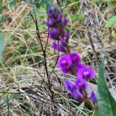 Hardenbergia violacea at Isaacs, ACT - 31 Aug 2022 03:21 PM