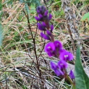 Hardenbergia violacea at Isaacs, ACT - 31 Aug 2022