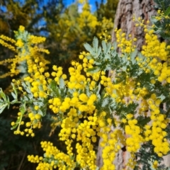 Acacia baileyana (Cootamundra Wattle, Golden Mimosa) at Isaacs Ridge and Nearby - 31 Aug 2022 by Mike
