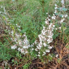 Cryptandra amara (Bitter Cryptandra) at Isaacs Ridge and Nearby - 31 Aug 2022 by Mike