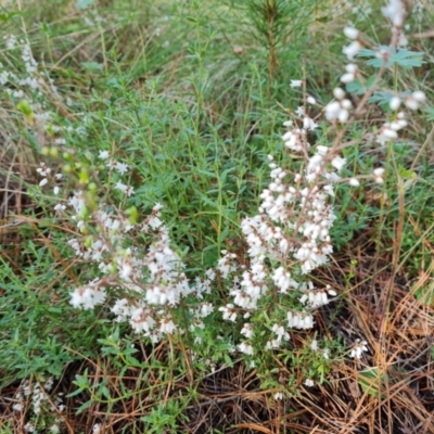 Cryptandra amara (Bitter Cryptandra) at Isaacs Ridge and Nearby - 31 Aug 2022 by Mike