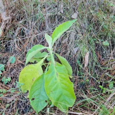 Solanum mauritianum (Wild Tobacco Tree) at Isaacs Ridge and Nearby - 31 Aug 2022 by Mike