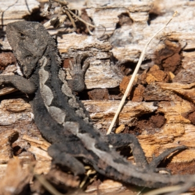 Rankinia diemensis (Mountain Dragon) at Namadgi National Park - 31 Aug 2022 by SWishart