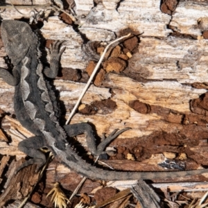 Rankinia diemensis at Mount Clear, ACT - 31 Aug 2022 11:35 AM