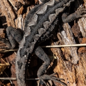 Rankinia diemensis at Mount Clear, ACT - 31 Aug 2022 11:35 AM