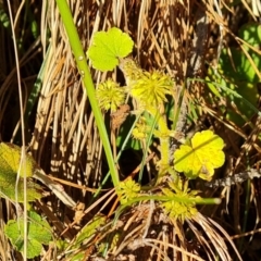 Hydrocotyle laxiflora (Stinking Pennywort) at Isaacs Ridge and Nearby - 31 Aug 2022 by Mike