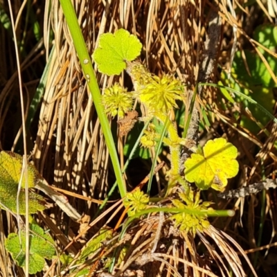Hydrocotyle laxiflora (Stinking Pennywort) at Isaacs, ACT - 31 Aug 2022 by Mike