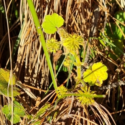 Hydrocotyle laxiflora (Stinking Pennywort) at Isaacs, ACT - 31 Aug 2022 by Mike