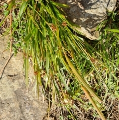 Luzula densiflora (Dense Wood-rush) at Isaacs, ACT - 31 Aug 2022 by Mike
