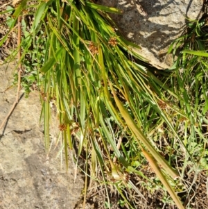 Luzula densiflora at Isaacs, ACT - 31 Aug 2022