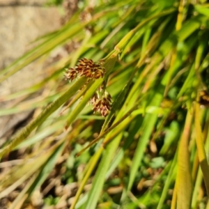 Luzula densiflora at Isaacs, ACT - 31 Aug 2022