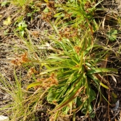 Luzula flaccida (Pale Woodrush) at Isaacs Ridge - 31 Aug 2022 by Mike