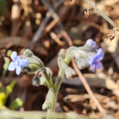 Cynoglossum australe (Australian Forget-me-not) at Isaacs Ridge and Nearby - 31 Aug 2022 by Mike