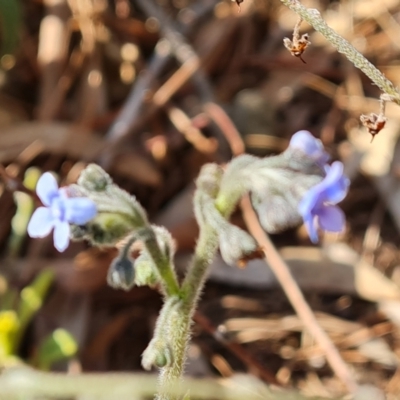 Cynoglossum australe (Australian Forget-me-not) at Isaacs Ridge - 31 Aug 2022 by Mike