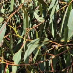 Eucalyptus globulus subsp. bicostata (Southern Blue Gum, Eurabbie) at Isaacs Ridge and Nearby - 31 Aug 2022 by Mike