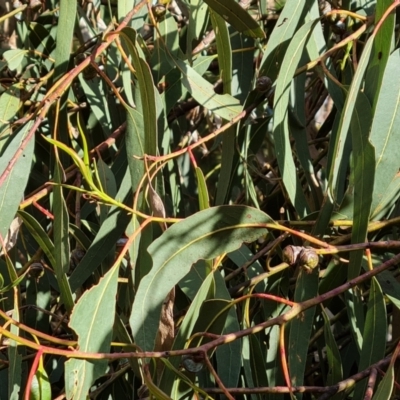 Eucalyptus bicostata (Southern Blue Gum, Eurabbie) at Isaacs Ridge and Nearby - 31 Aug 2022 by Mike