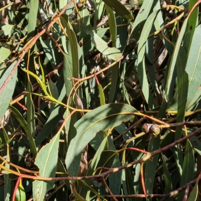 Eucalyptus globulus subsp. bicostata (Southern Blue Gum, Eurabbie) at Isaacs, ACT - 31 Aug 2022 by Mike