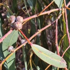 Eucalyptus globulus subsp. bicostata at Isaacs, ACT - 31 Aug 2022