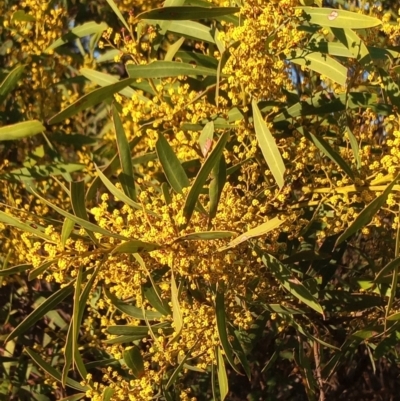 Acacia rubida (Red-stemmed Wattle, Red-leaved Wattle) at Point Hut to Tharwa - 31 Aug 2022 by michaelb