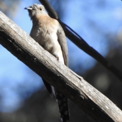 Cacomantis flabelliformis (Fan-tailed Cuckoo) at Leaver Park - 30 Aug 2022 by GlossyGal