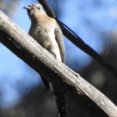 Cacomantis flabelliformis (Fan-tailed Cuckoo) at Leaver Park - 30 Aug 2022 by GlossyGal