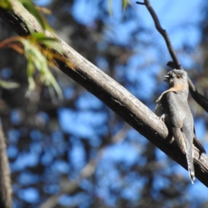 Cacomantis flabelliformis at Bundanoon, NSW - 30 Aug 2022