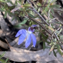 Cyanicula caerulea (Blue Fingers, Blue Fairies) at O'Connor, ACT - 31 Aug 2022 by NedJohnston