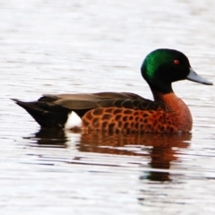 Anas castanea (Chestnut Teal) at Mulligans Flat - 31 Aug 2022 by davobj