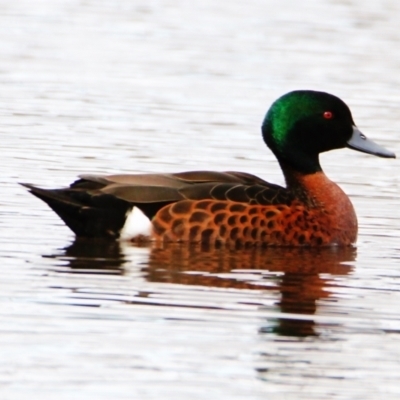 Anas castanea (Chestnut Teal) at Mulligans Flat - 31 Aug 2022 by davobj