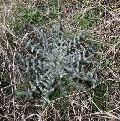 Cirsium vulgare (Spear Thistle) at Aranda, ACT - 31 Aug 2022 by lbradley