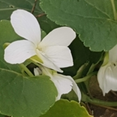 Viola odorata (Sweet Violet, Common Violet) at Mount Majura - 15 Aug 2022 by MAX