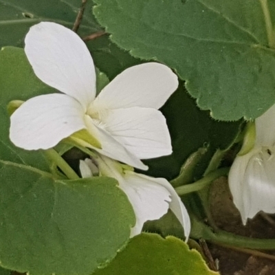 Viola odorata (Sweet Violet, Common Violet) at Watson, ACT - 15 Aug 2022 by MPW