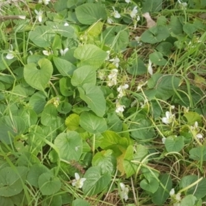 Viola odorata at Watson, ACT - 15 Aug 2022