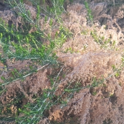 Cassinia sifton (Sifton Bush, Chinese Shrub) at Watson, ACT - 27 Aug 2022 by MPW