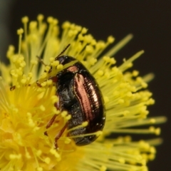 Chrysomelidae sp. (family) (Unidentified Leaf Beetle) at Mulligans Flat - 31 Aug 2022 by amiessmacro