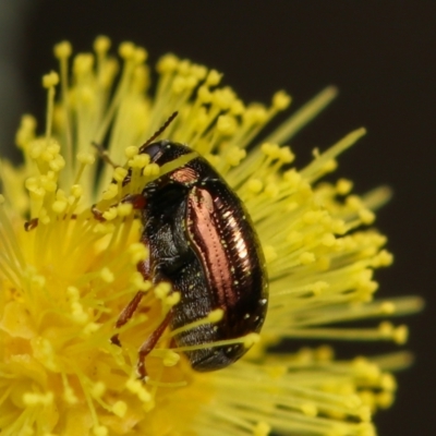 Chrysomelidae sp. (family) (Unidentified Leaf Beetle) at Mulligans Flat - 31 Aug 2022 by amiessmacro