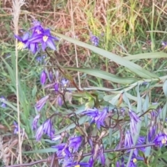 Stypandra glauca (Nodding Blue Lily) at Mount Majura - 27 Aug 2022 by MAX