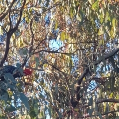 Callocephalon fimbriatum (Gang-gang Cockatoo) at Watson, ACT - 20 Aug 2022 by MPW