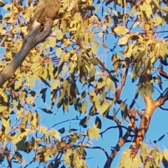 Callocephalon fimbriatum at Watson, ACT - suppressed