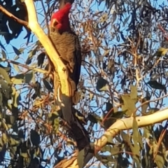 Callocephalon fimbriatum at Watson, ACT - 20 Aug 2022